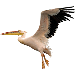 Pelican PNG-46574